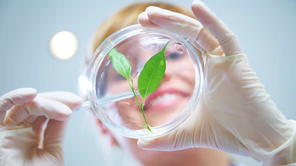 Student studying a leaf in a petri dish